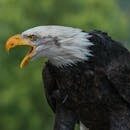 Close-up of a bald eagle calling out, showcasing its striking features and feathers.